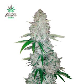 7670 - Gorilla Glue Auto  5 u. fem. FastBuds Seeds