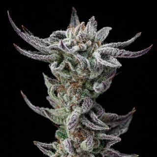 25634 - Gorilla Glue Faster  7 u. fem BSF Seeds