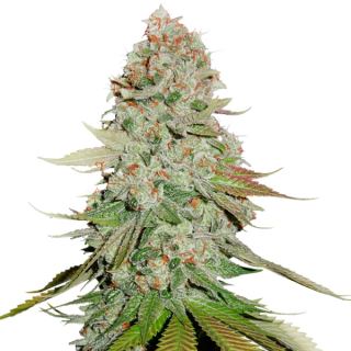 11528 - Gorilla Glue fem.  1 u. Seedstockers