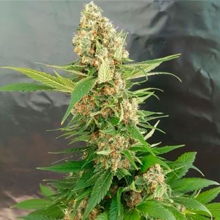 13878 - Gorilla Ice Cream  1 u. fem. Expert Seeds