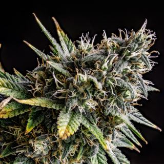 7020 - Gorilla OG Ed.Limitada Dr Underground