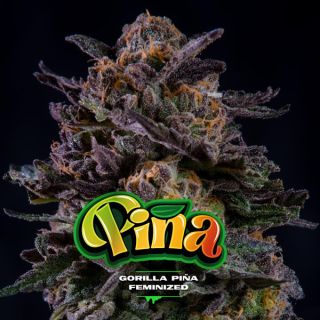 25662 - Gorilla Piña  7 u. fem BSF Seeds