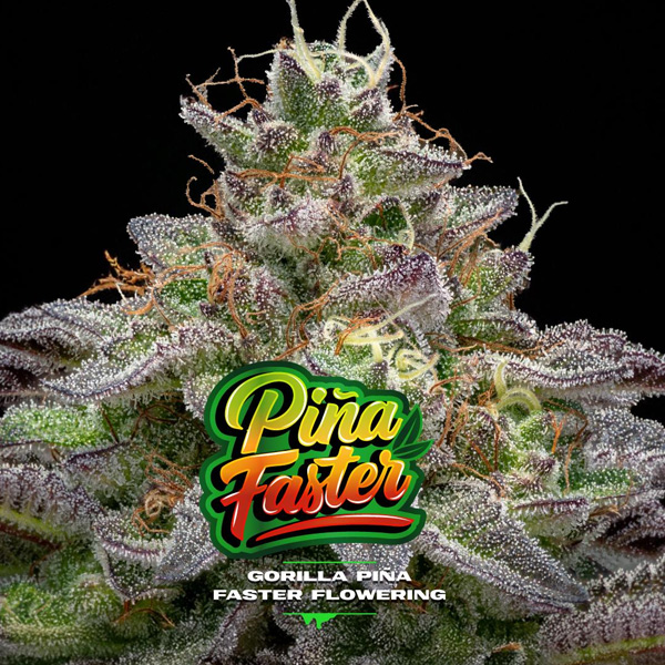 Gorilla Piña Faster Flowering  2 u. fem BSF Seeds Gorilla Piña Faster Flowering  2 u. fem BSF Seeds