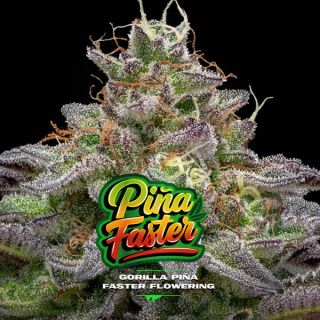 25669 - Gorilla Piña Faster Flowering  4 u. fem BSF Seeds