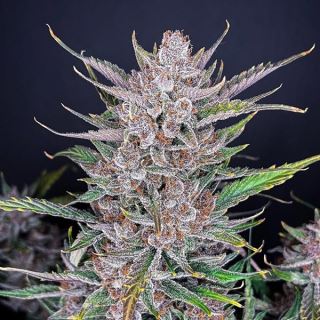 Gorilla Punch Auto  1 u. fem. FastBuds Seeds