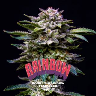 25636 - Gorilla Rainbow  2 u. fem BSF Seeds