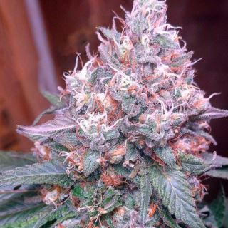 13884 - Gorilla SFV OG  3 u. fem. Expert Seeds