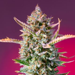 Gorilla Sherbet f1 Fast Version  25 u. fem. Granel Profesionales Sweet Seeds