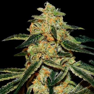 Gorilla Silverback 1 u. fem. Xtreme Seeds