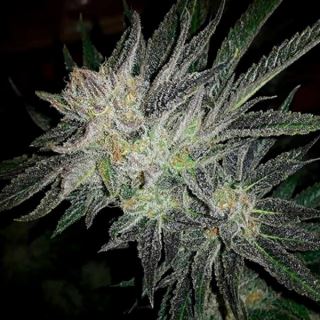 Gorilla White Widow  1 u. fem. Expert Seeds