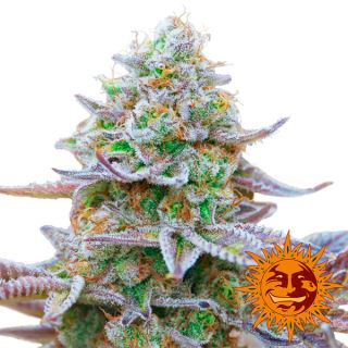 7812 - Gorilla Zkittlez 10 u. fem. Barney's