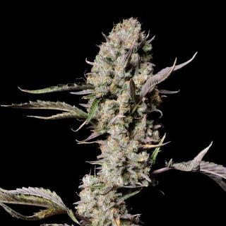 15785 - Gorilla Zkittlez Auto  1 u. fem. FastBuds Seeds