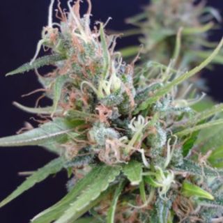 25927 - Grail Widow 15 u. reg. Mr. Nice