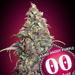 17001 - Grand Daddy Purple   3 u. fem. 00 Seeds
