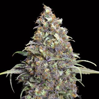 Grand Daddy Purple   3 u. fem. 00 Seeds