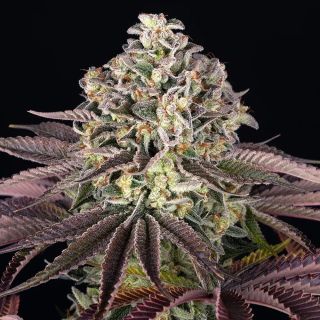 GrandDaddy Purple  3 u. fem. Barney's