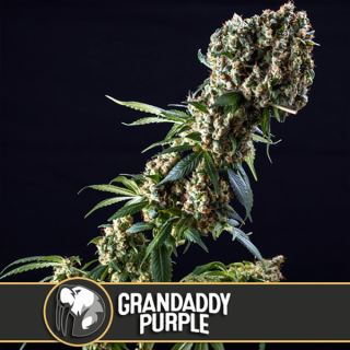 9156 - Grandaddy Purple 3 u. fem. Blimburn Seeds