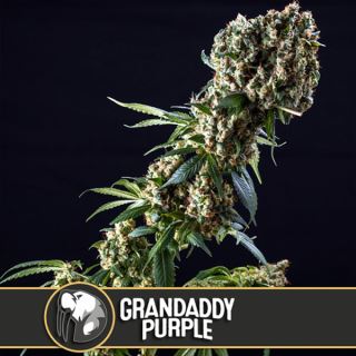 Grandaddy Purple 3 u. fem. Blimburn Seeds