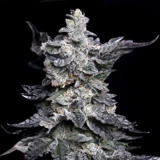 Granny's Apple Fritter 6 ud. fem Elev8 Seeds