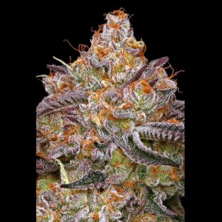 24909 - Granny Candy 5 u. fem Humbold Seeds Company