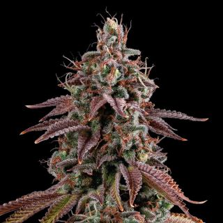 Granny´s Home fem. 25 u. Seedstockers Superior