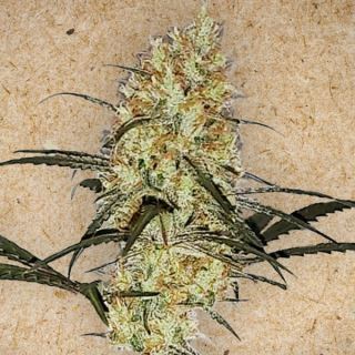 Grape Amnesia  10 u. fem. Female Seeds