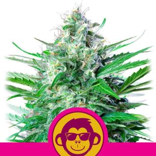 Grape Ape  1 u. fem. Royal Queen