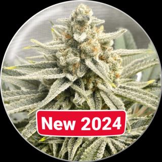 21151 - Grape Fuel  10 u. fem. Medical Seeds