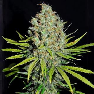 24135 - Grape Stomper 10 u. fem Empire Seeds