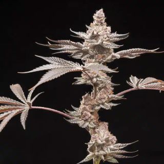 27543 - Grape Sunshine  5 u. fem World of Breeders