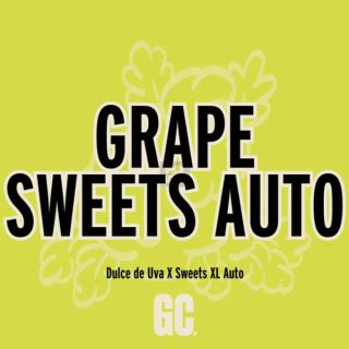 26383 - Grape Sweets Auto  5 u.  Grand Cru Genetics