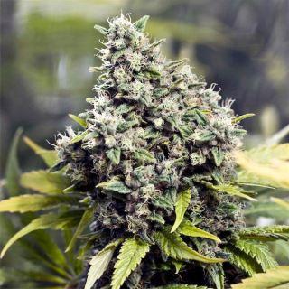 GFS - Grapefruit  4 u. fem. Female Seeds