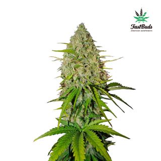 6345 - Grapefruit Auto  1 u. fem. FastBuds Seeds