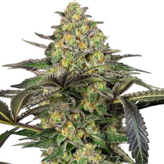 21180 - Grapevine Candy  3 u. fem. Sensi Seeds