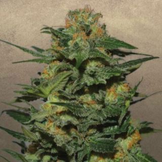 13568 - Green Crack  1 u. fem. Garden of Green Seeds