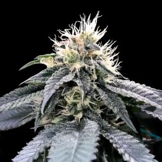 27773 - Green Crack  5 u. fem. DNA Genetics