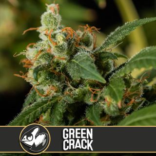 Green Crack 3 u. fem. Blimburn Seeds