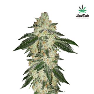 6348 - Green Crack Auto  1 u. fem. FastBuds Seeds