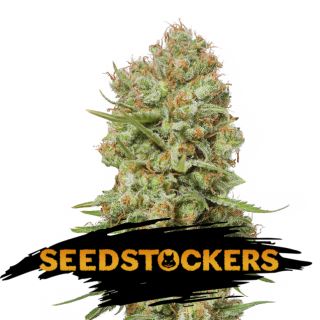 Green Crack fem.  1 u. Seedstockers
