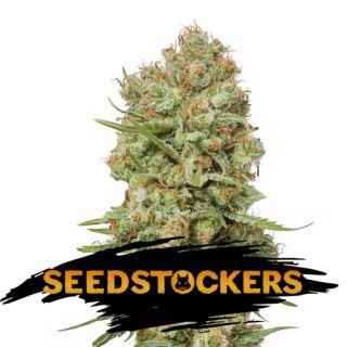 15085 - Green Crack fem.  1 u. Seedstockers