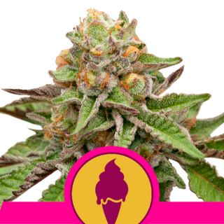 Green Gelato  1 u. fem. Royal Queen