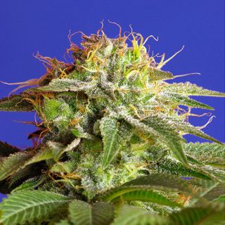 PRO76 - Green Poison   5+2 u. fem. Sweet Seeds