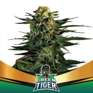 25652 - Green Tiger Faster Flowering  2 u. fem BSF Seeds
