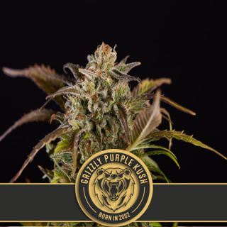 Grizzly Purple Kush 3 u. fem. Blimburn Seeds