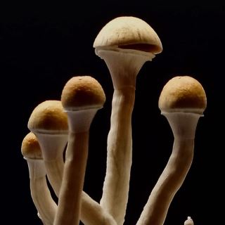 19558 - Grow Kit   B+ AK-47