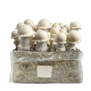 26730 - Grow Kit  Bolsa Easy Grow 2 lt. Albino Monkey Mak