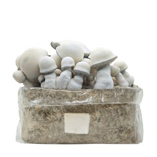 26731 - Grow Kit  Bolsa Easy Grow 2 lt. Tidal Wabe Ape