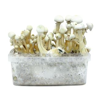 24307 - Grow Kit Albino Golden Teacher