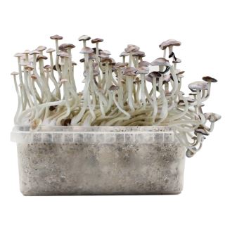 25405 - Grow Kit Averis Albino