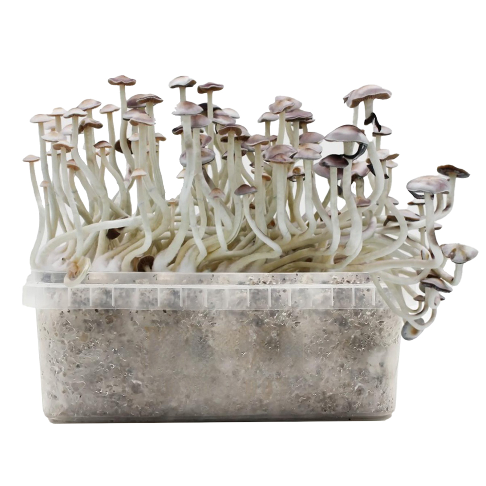 Grow Kit Averis Albino Grow Kit Averis Albino